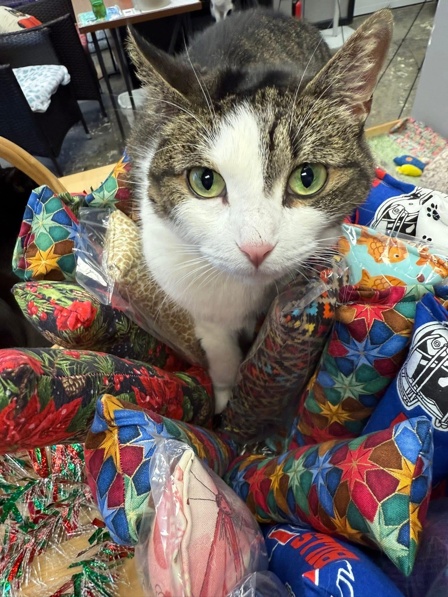 Sadie, Adoptable, Adult Female Domestic Short Hair.