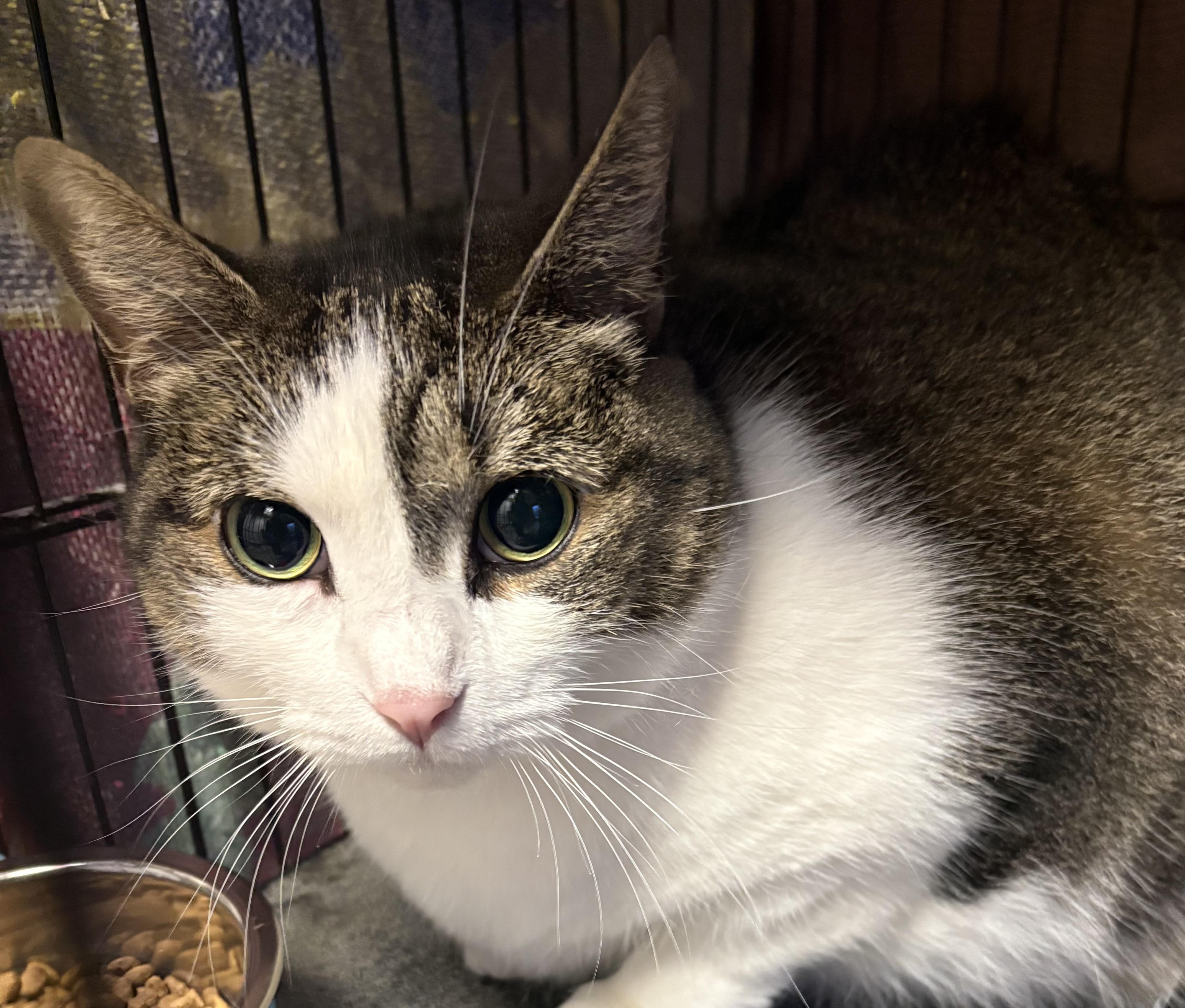 Enlarge Sadie, a Adoptable Domestic Short Hair in Hamburg, NY image 2/2