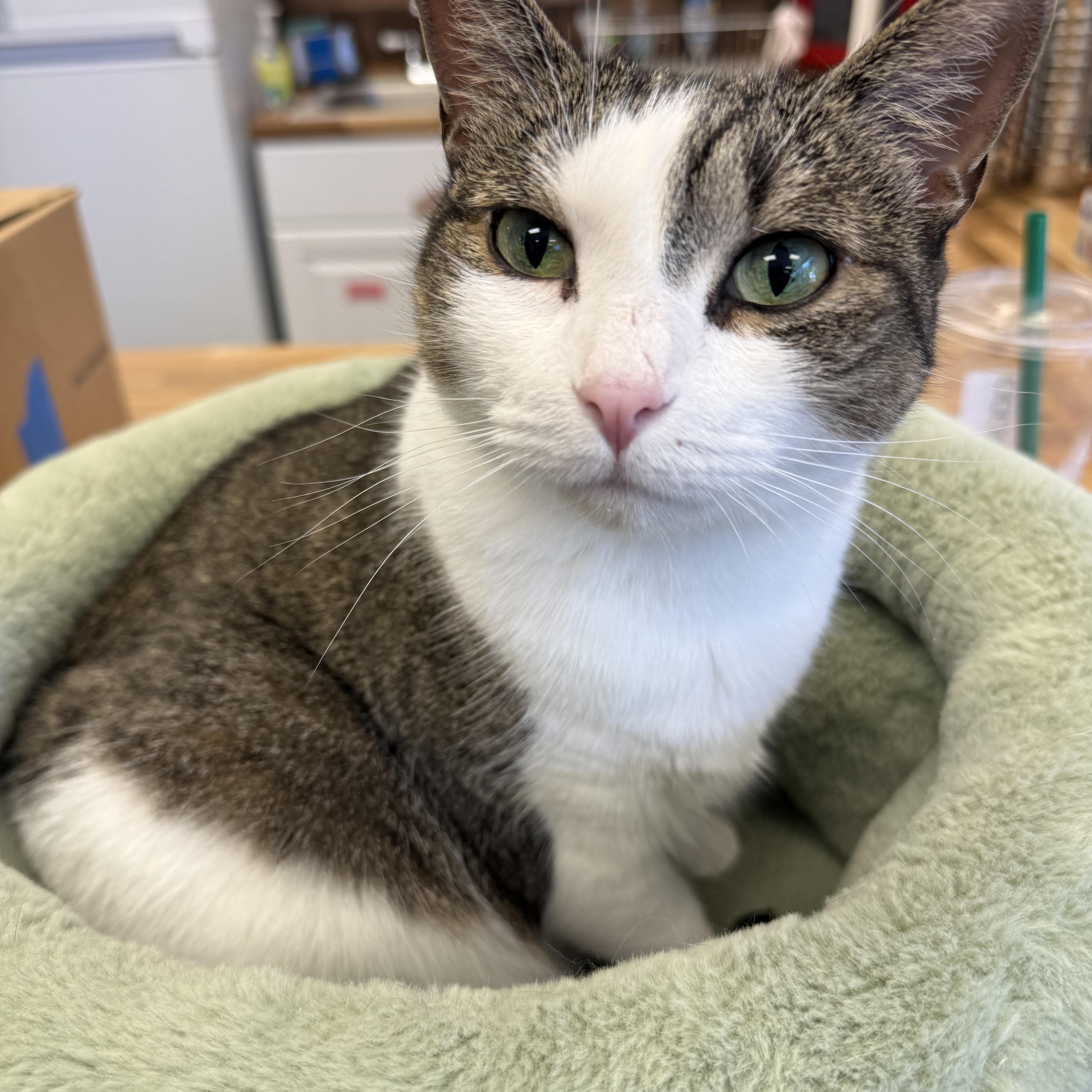 Sadie, adoptable, Adult Female Domestic Short Hair.