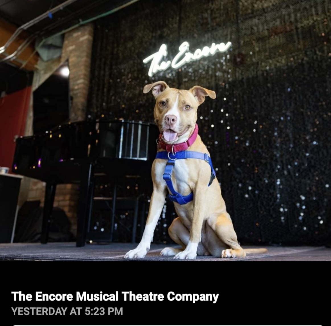 Enlarge Butters, a Adoptable American Staffordshire Terrier in Northville, MI image 6/6