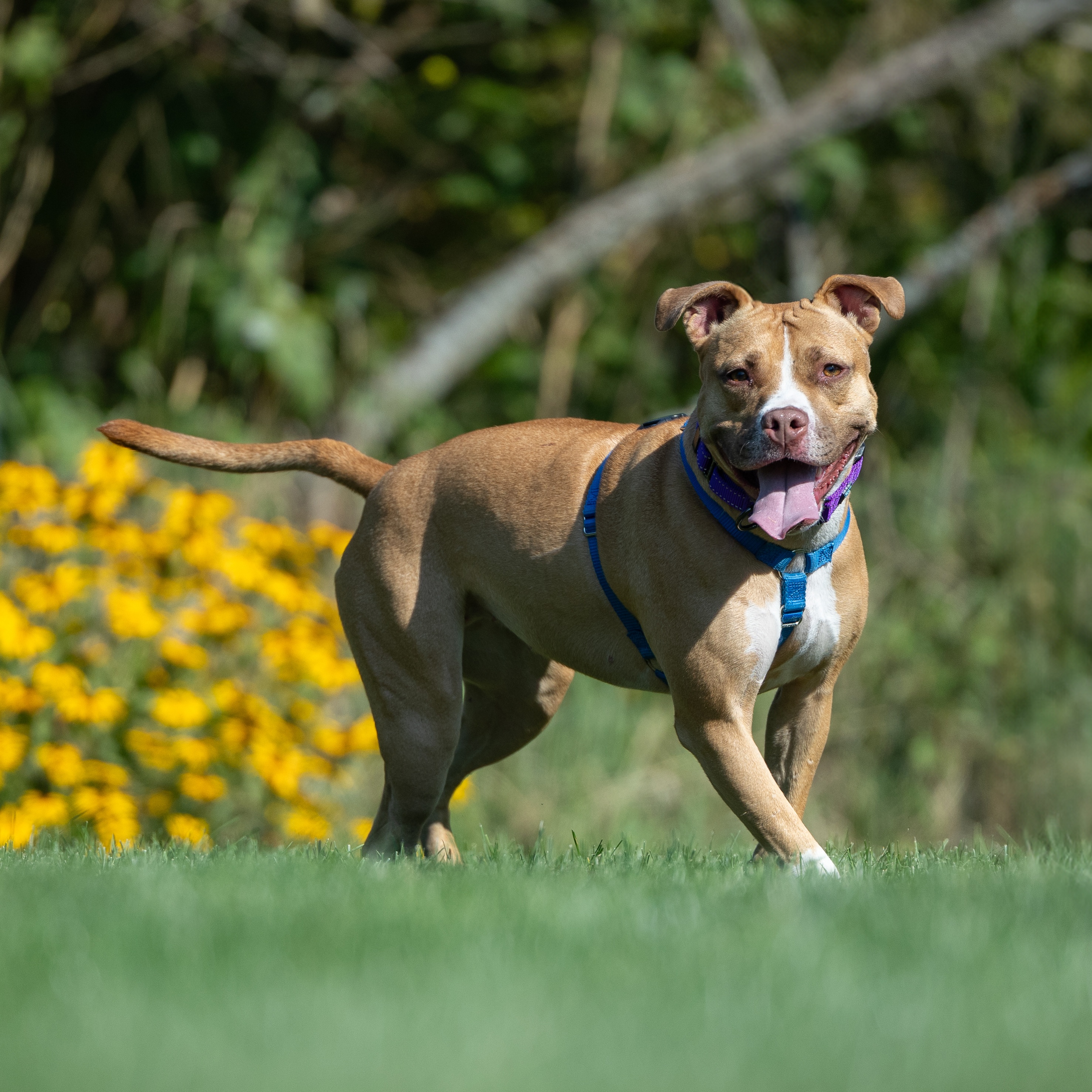 Enlarge Butters, a Adoptable American Staffordshire Terrier in Northville, MI image 4/6