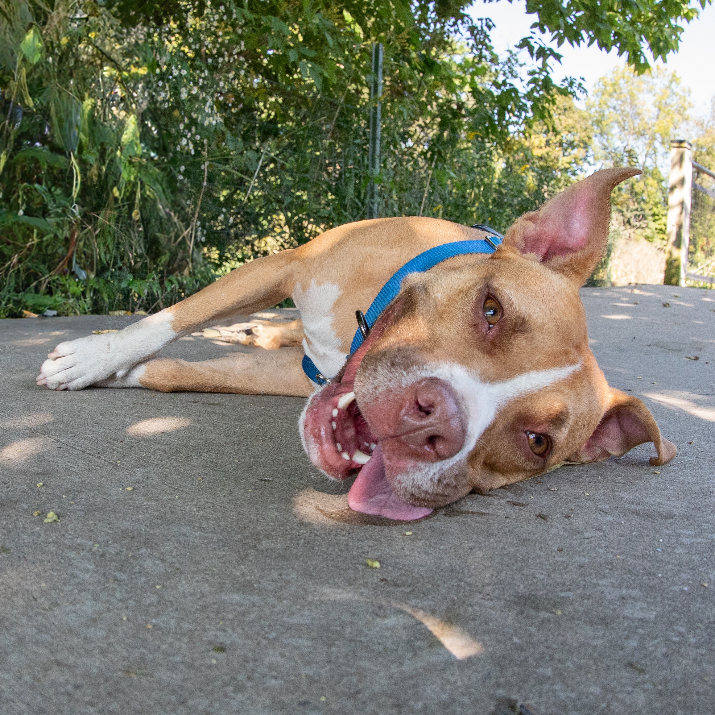 Enlarge Butters, a Adoptable American Staffordshire Terrier in Northville, MI image 3/6