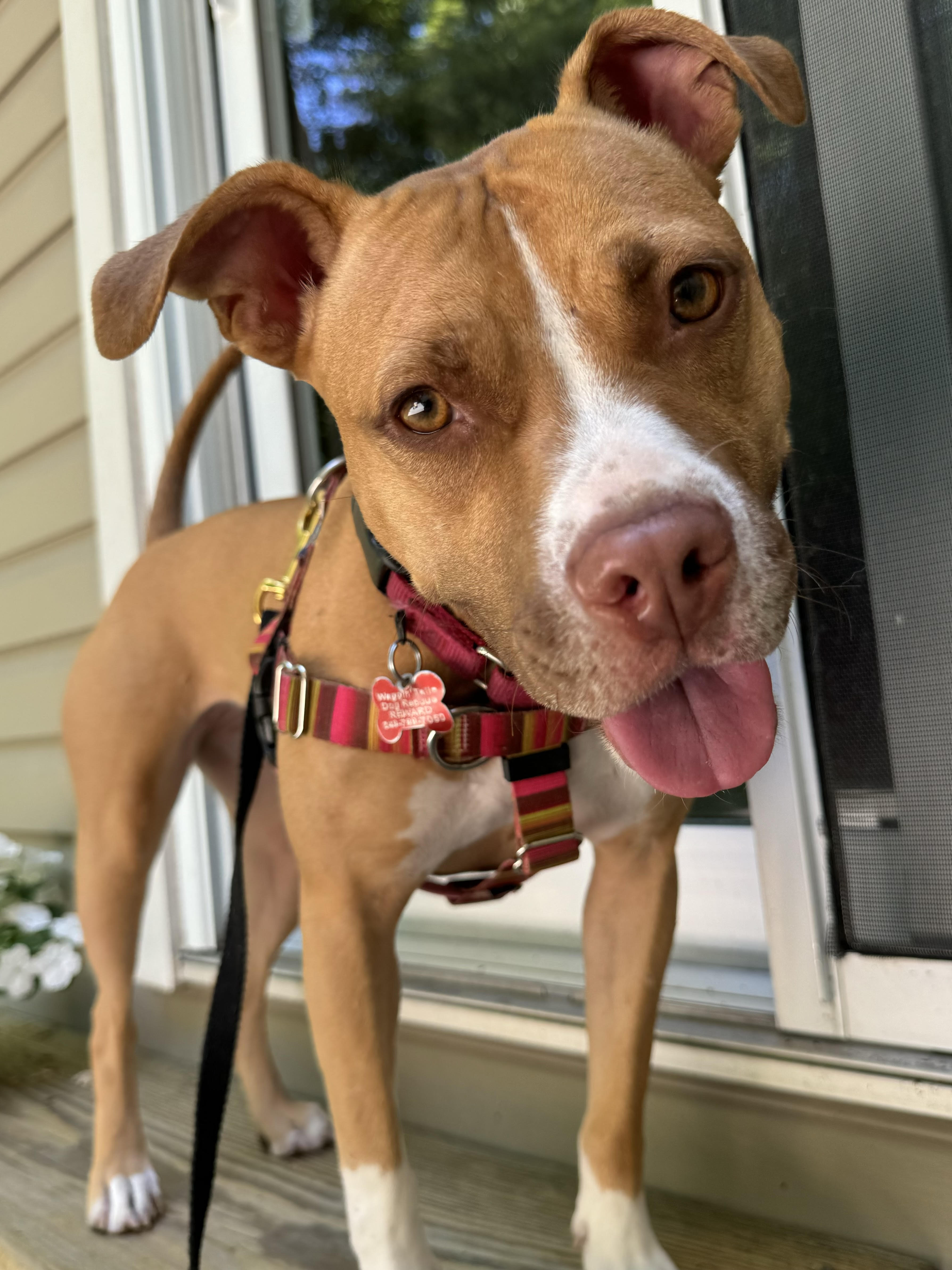 Enlarge Butters, a Adoptable American Staffordshire Terrier in Northville, MI image 5/6