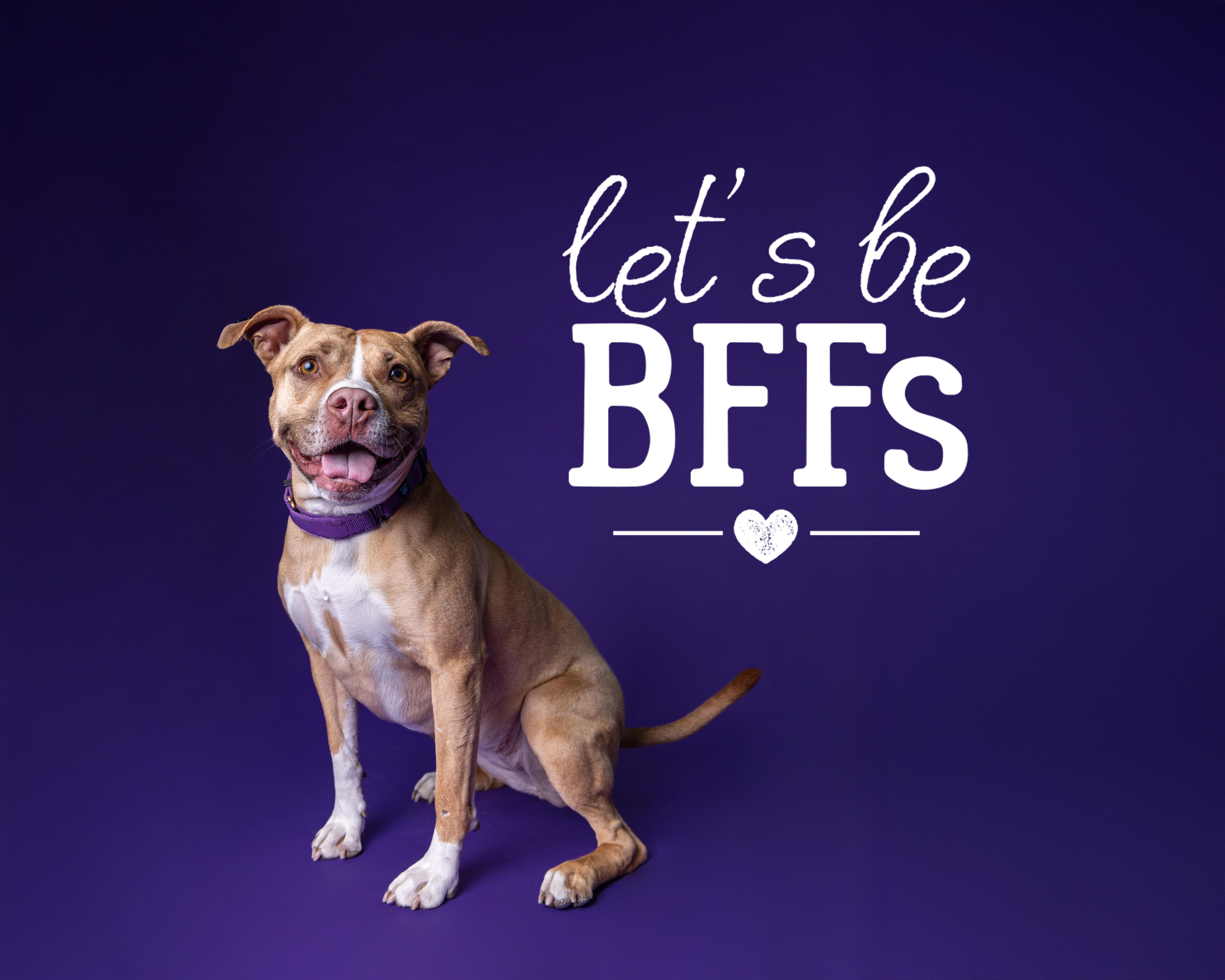 Enlarge Butters, a Adoptable American Staffordshire Terrier in Northville, MI image 1/6