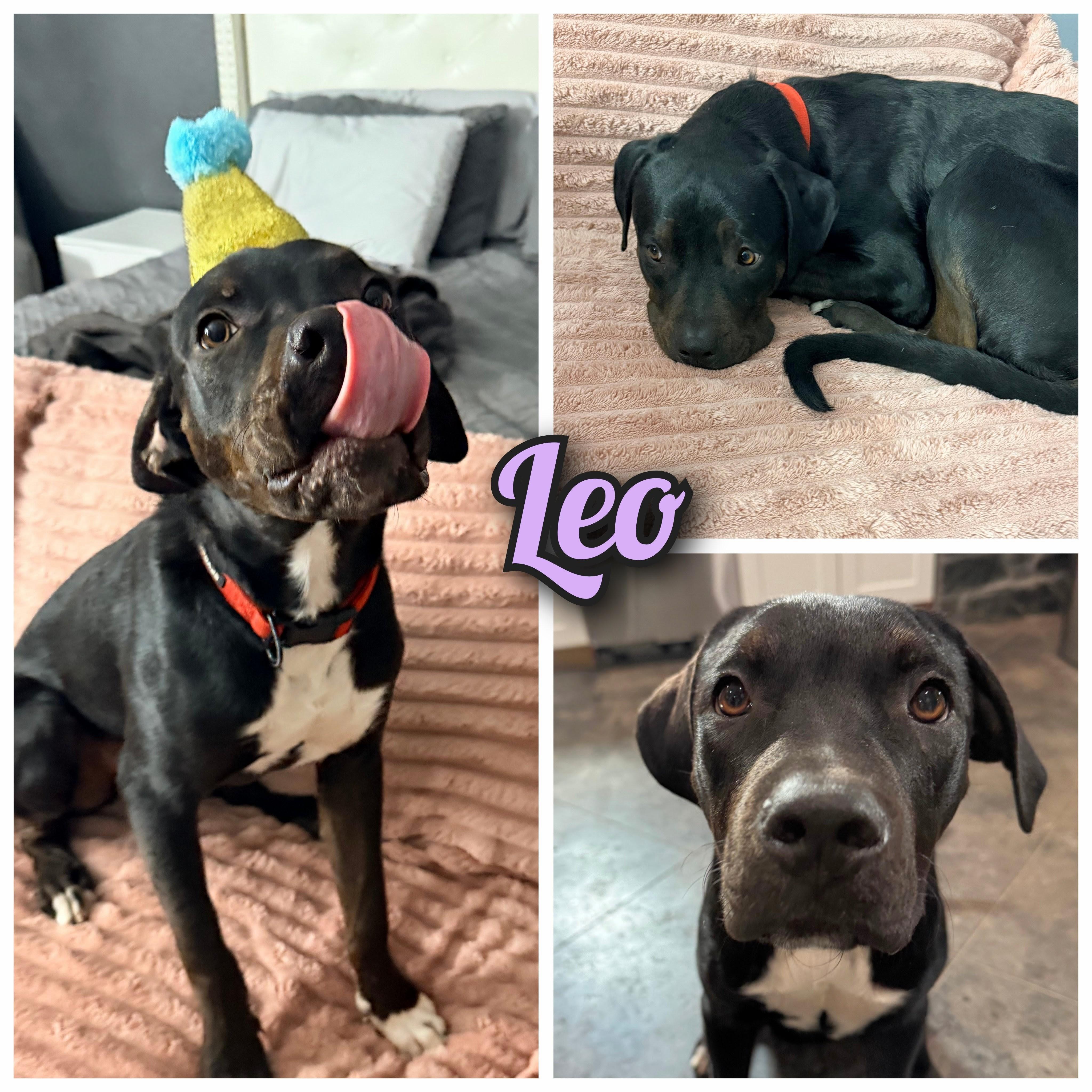 Leo, a Adoptable mixed breed in Salt Lake City, UT image 1/6
