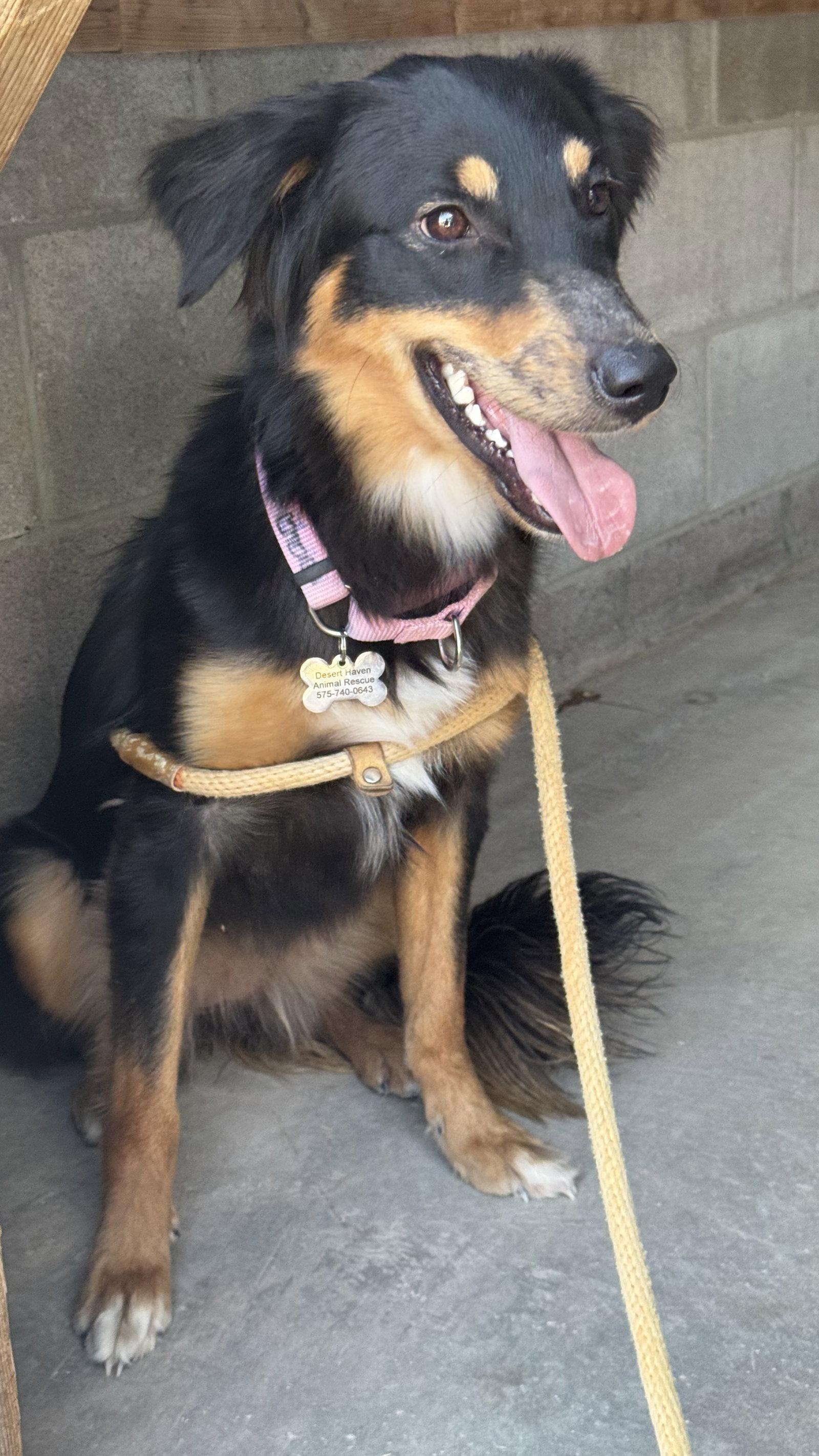 Babe, Adoptable, Adult Female Australian Shepherd & Great Pyrenees.