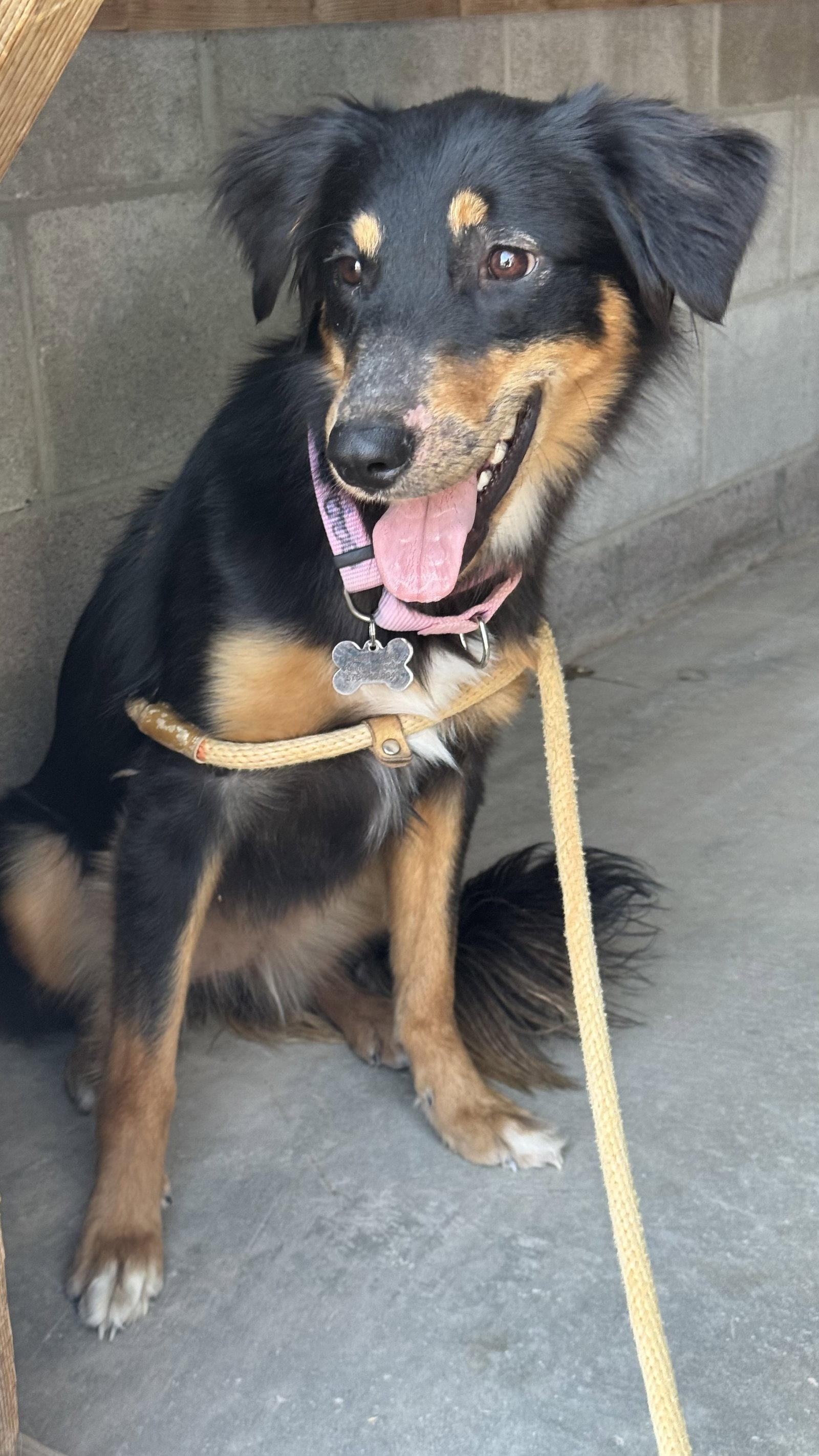 Babe, a Adoptable mixed breed in Williamsburg, NM image 2/3