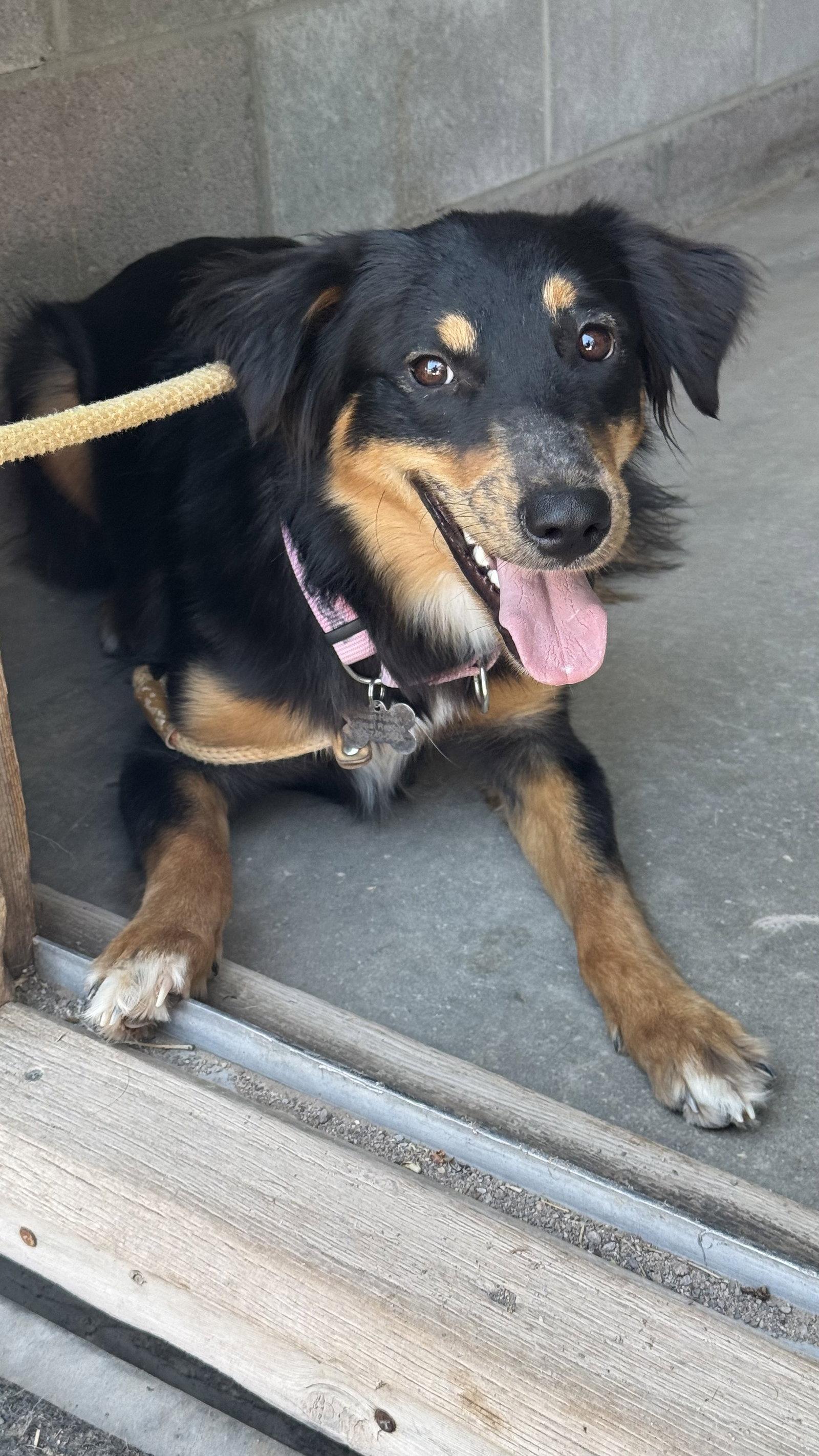 Babe, a Adoptable mixed breed in Williamsburg, NM image 3/3