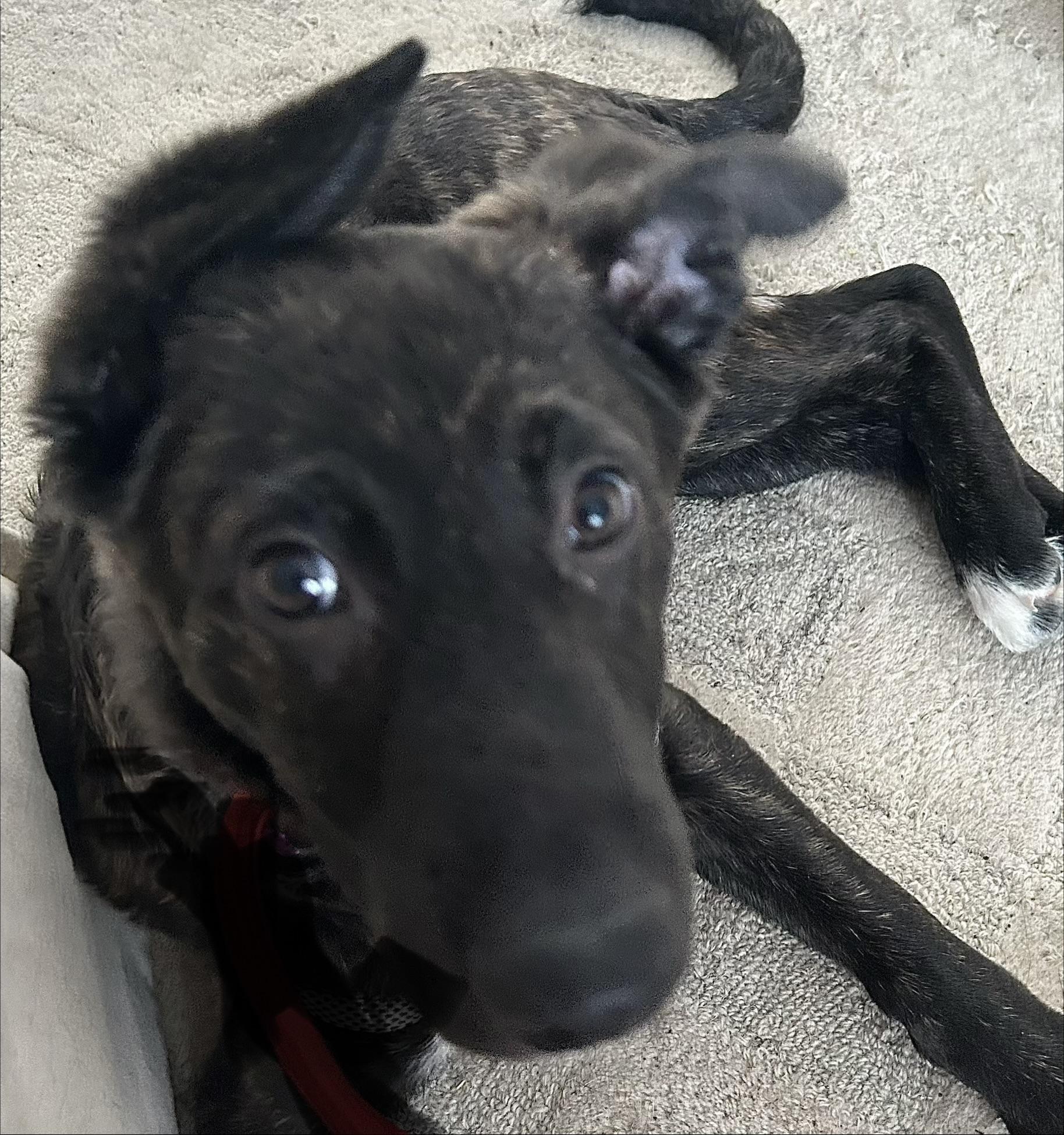 Enlarge Saniya, an adopted mixed breed in East Haddam, CT image 3/5