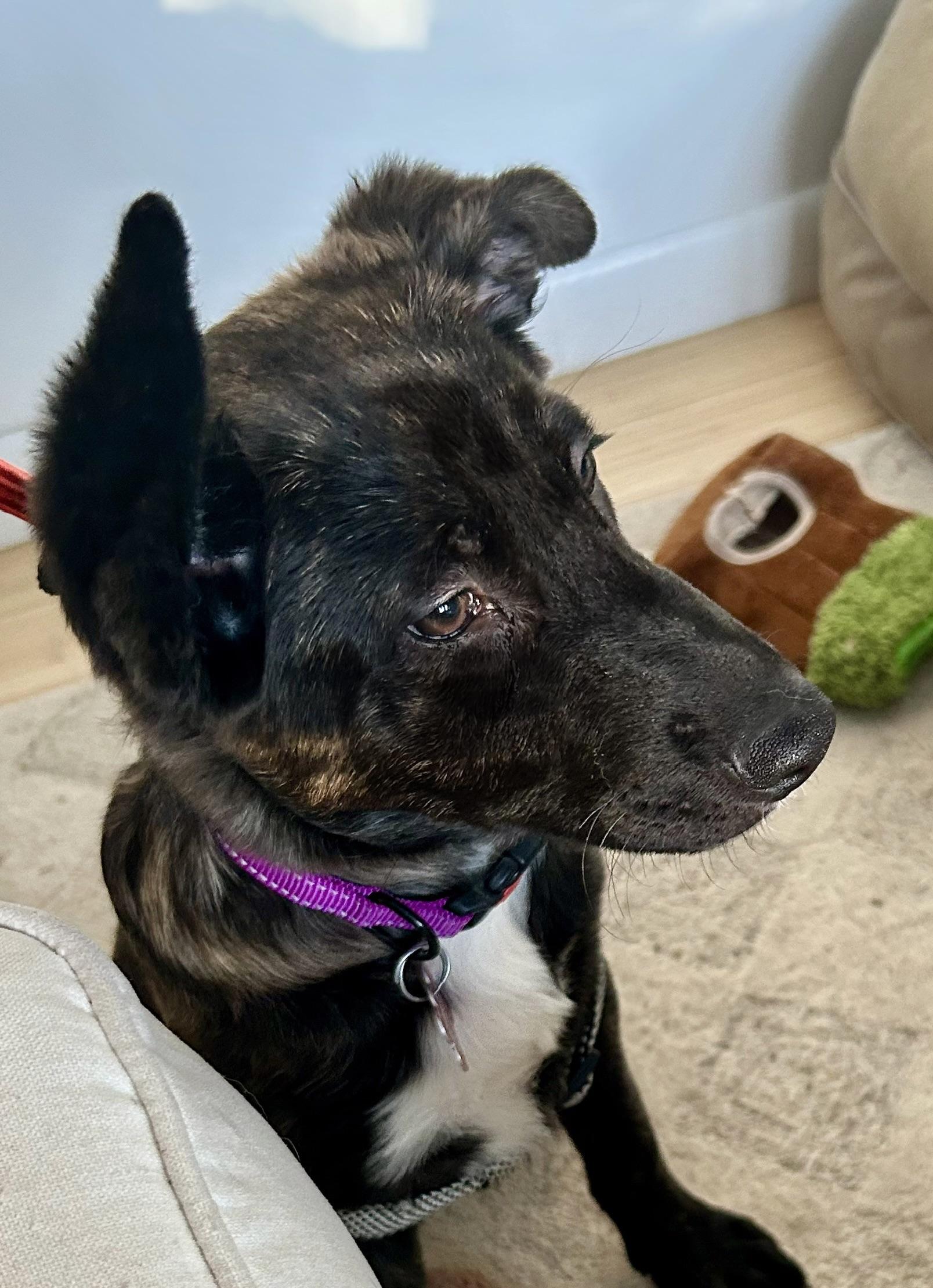 Enlarge Saniya, an adopted mixed breed in East Haddam, CT image 4/5