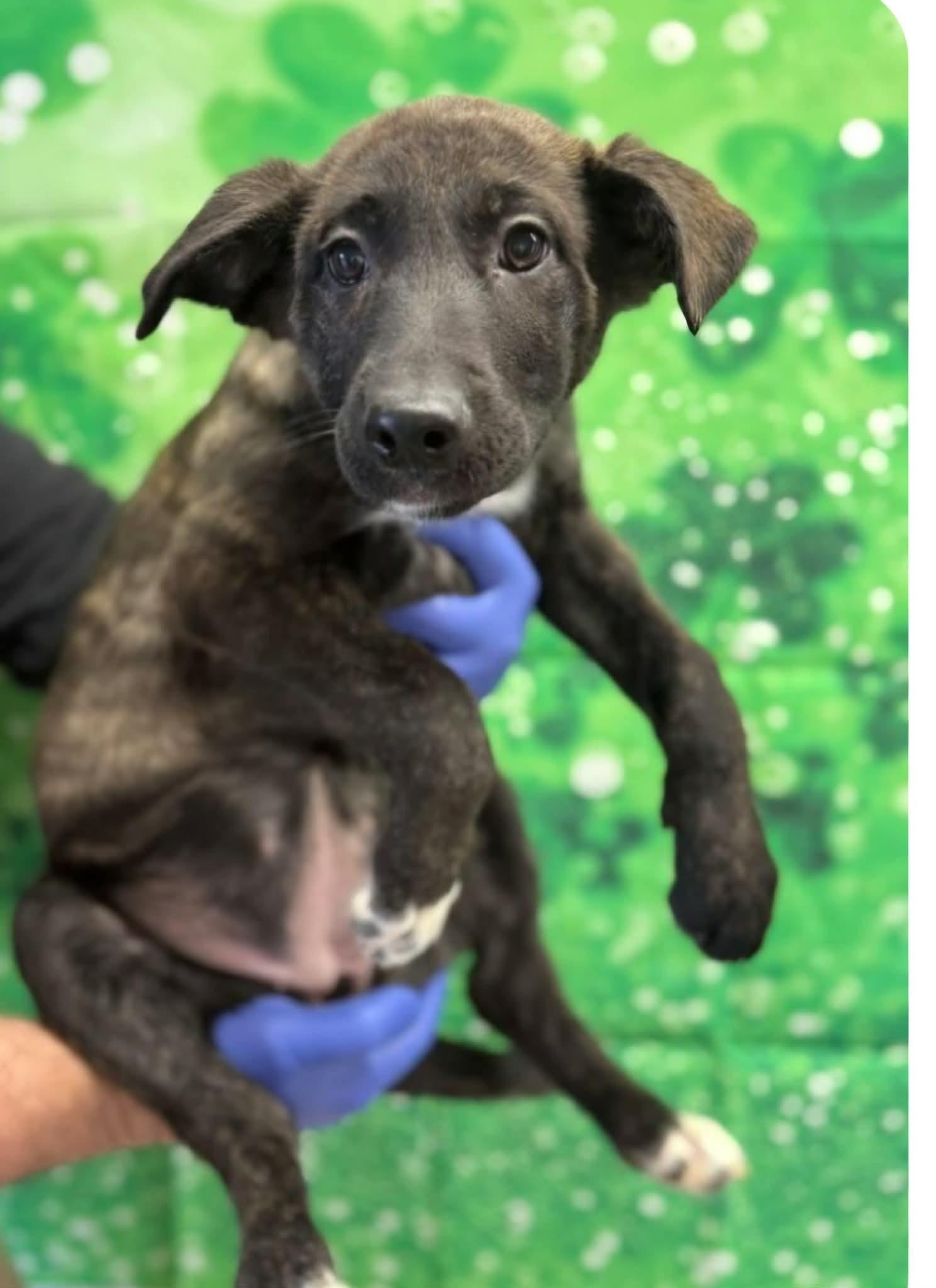 Enlarge Saniya, an adopted mixed breed in East Haddam, CT image 2/5