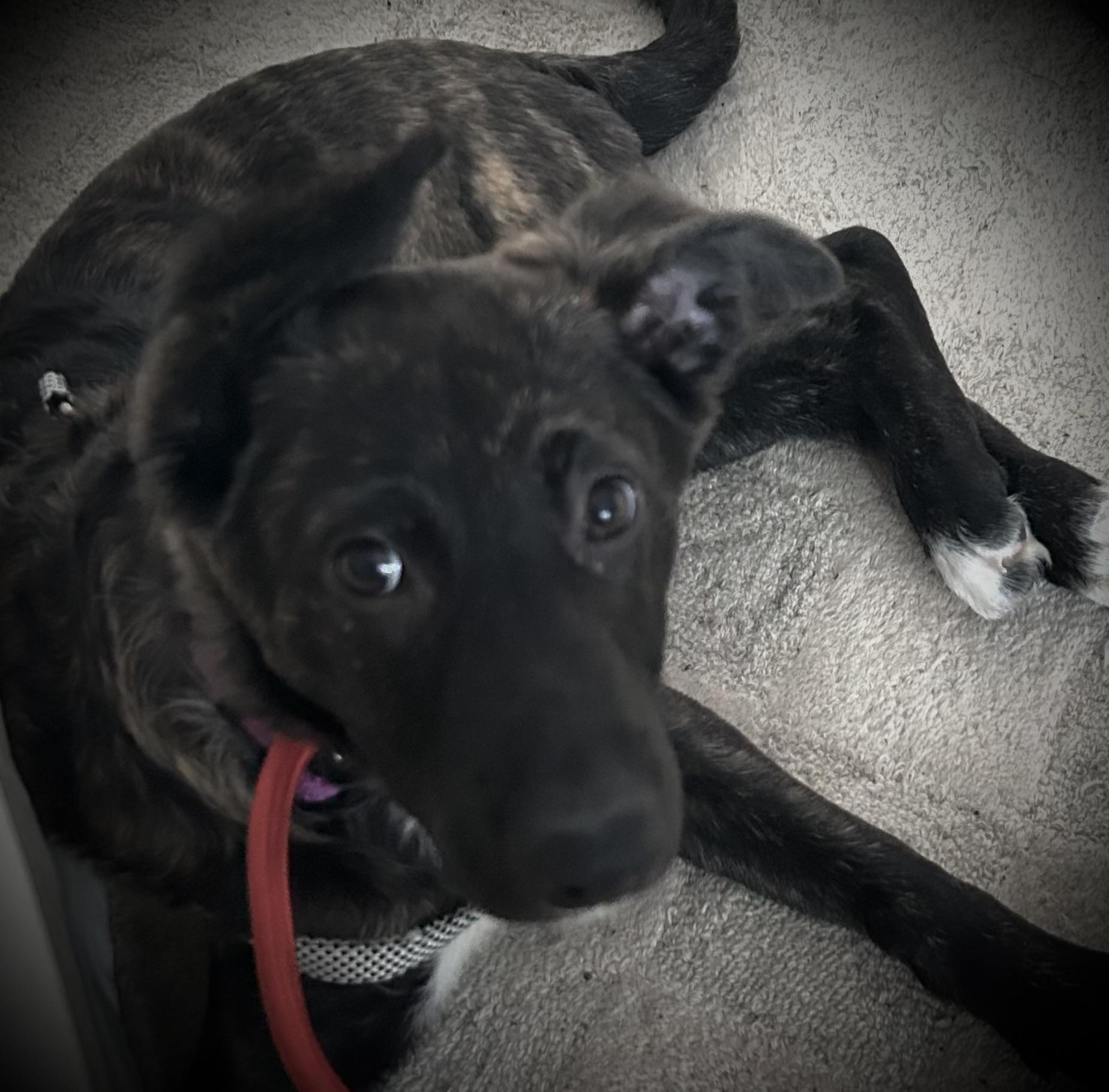 Saniya, adopted, Puppy Female Labrador Retriever & Anatolian Shepherd.