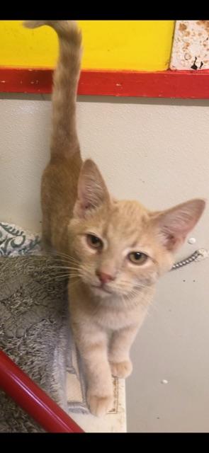 ASTER! (part of the "FLOWER" litter!)