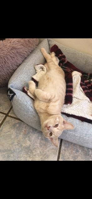 ASTER! (part of the "FLOWER" litter!) — thumbnail 3