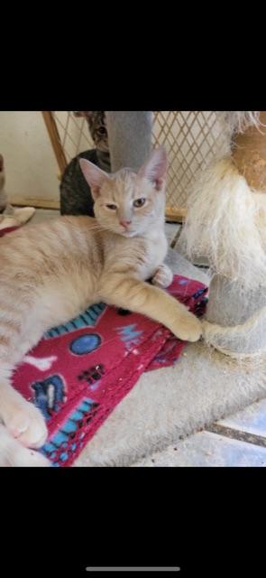 ASTER! (part of the "FLOWER" litter!) — thumbnail 4