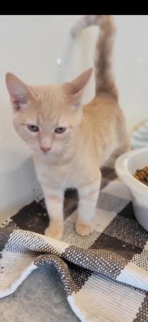 ASTER! (part of the "FLOWER" litter!) — thumbnail 5