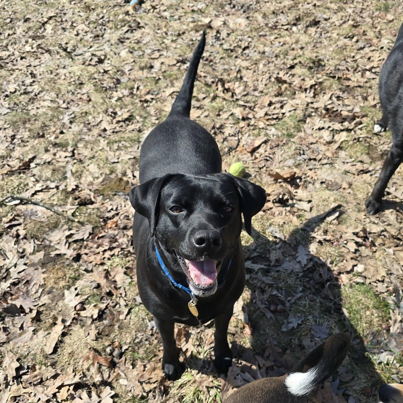 Enlarge Charlie , a ADOPTABLE mixed breed in Traverse City, MI image 1/3