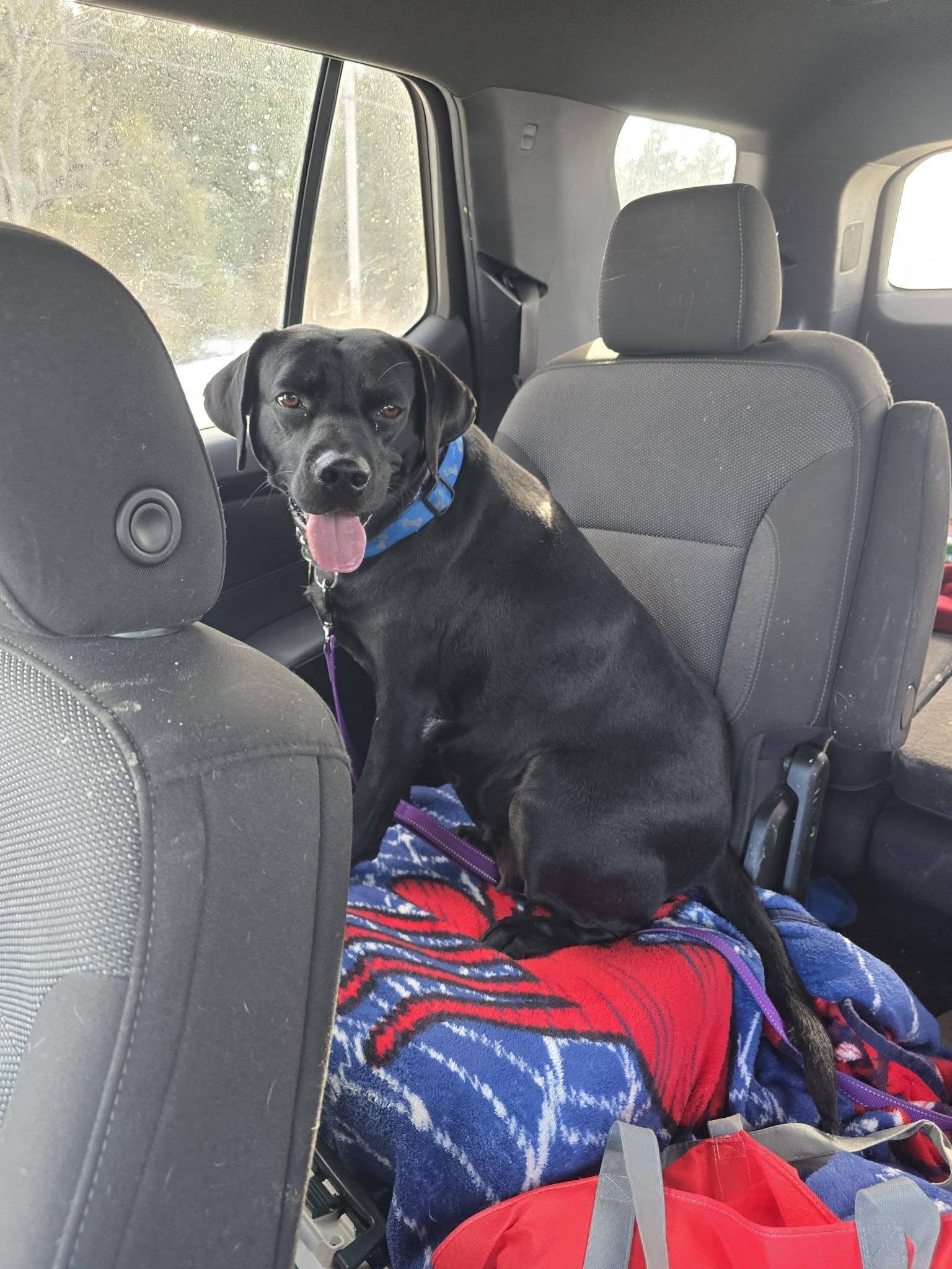 Enlarge Charlie , a ADOPTABLE mixed breed in Traverse City, MI image 2/3