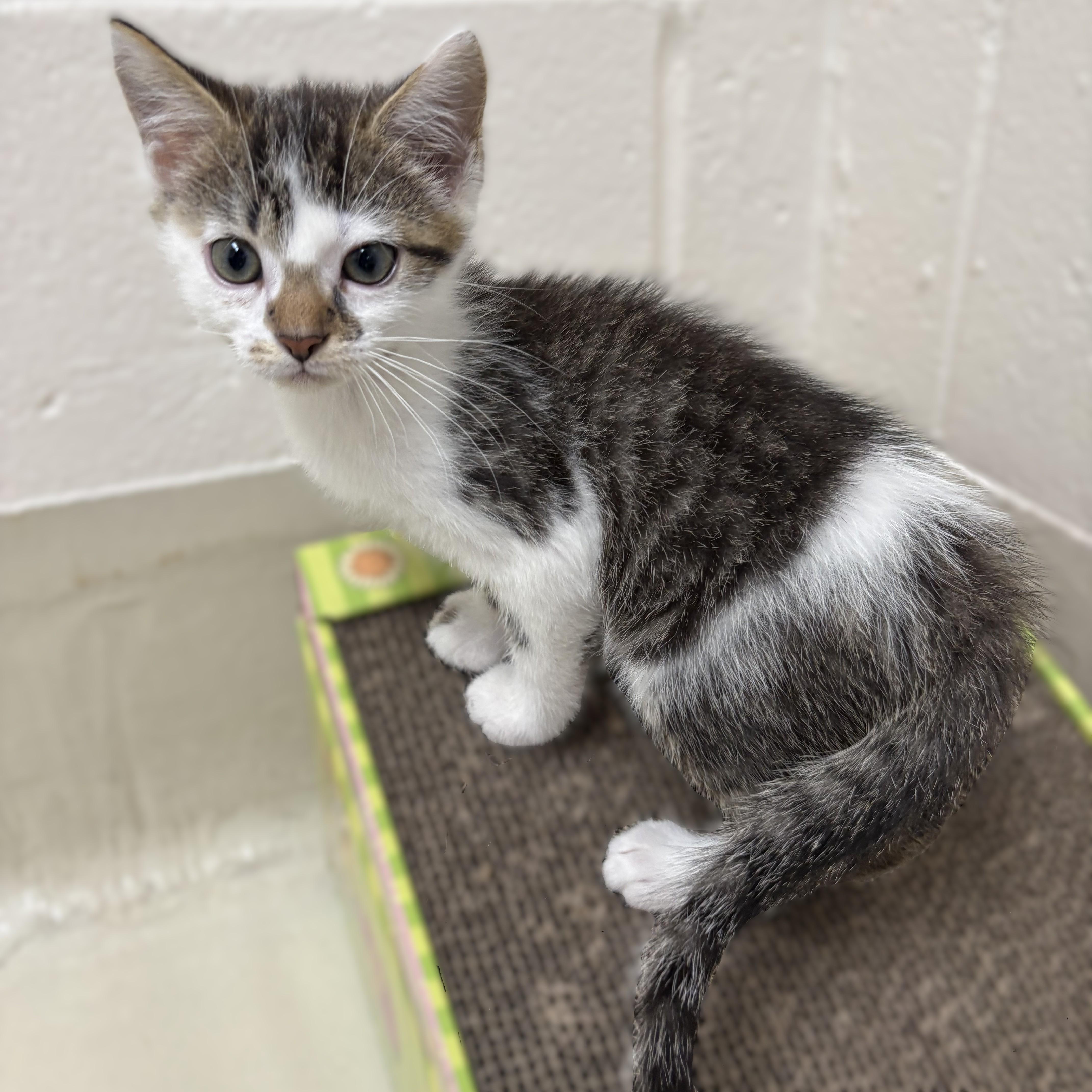 Luke- 53040, a ADOPTABLE Domestic Short Hair in Columbia, MD image 3/3