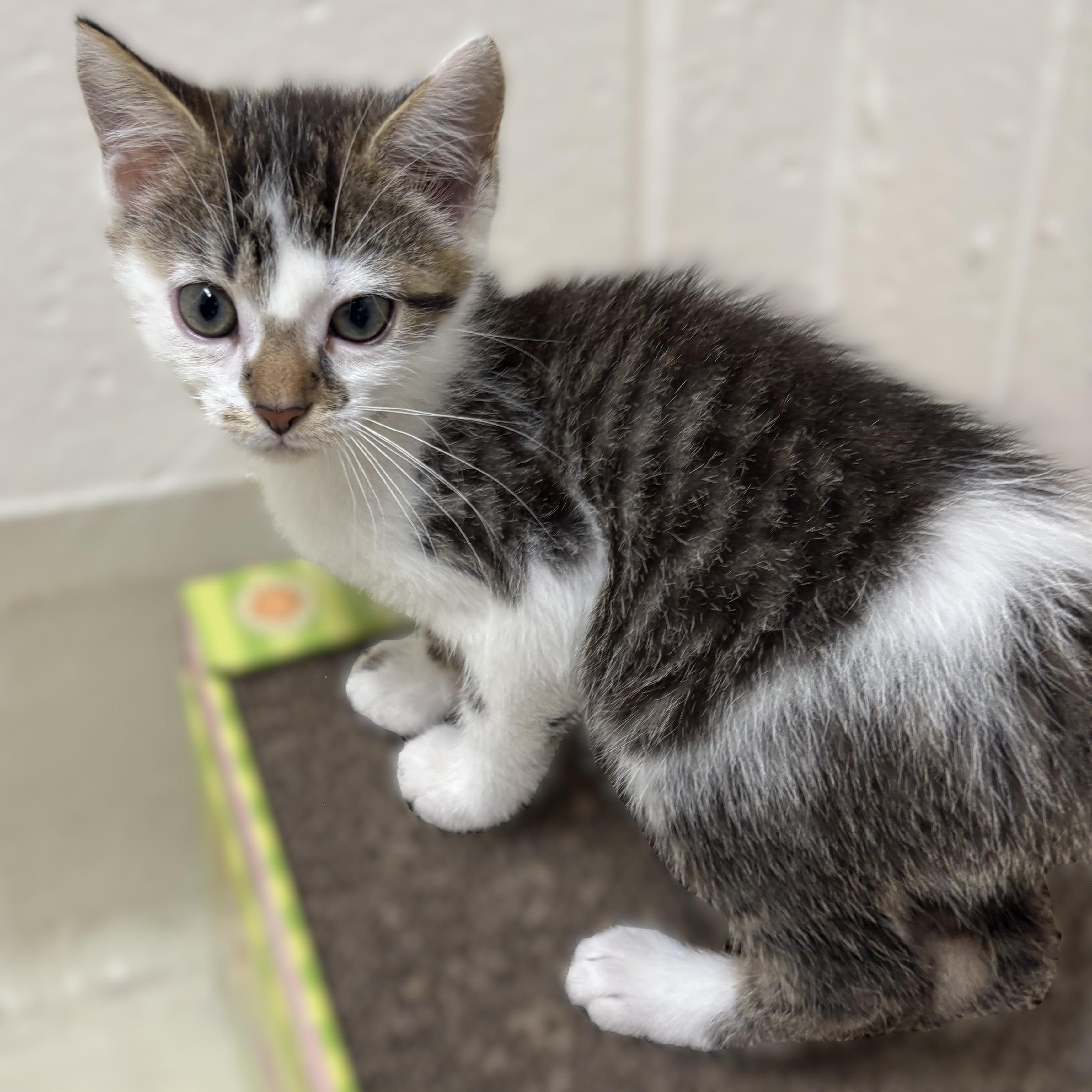 Luke- 53040, ADOPTABLE, Kitten Male Domestic Short Hair.