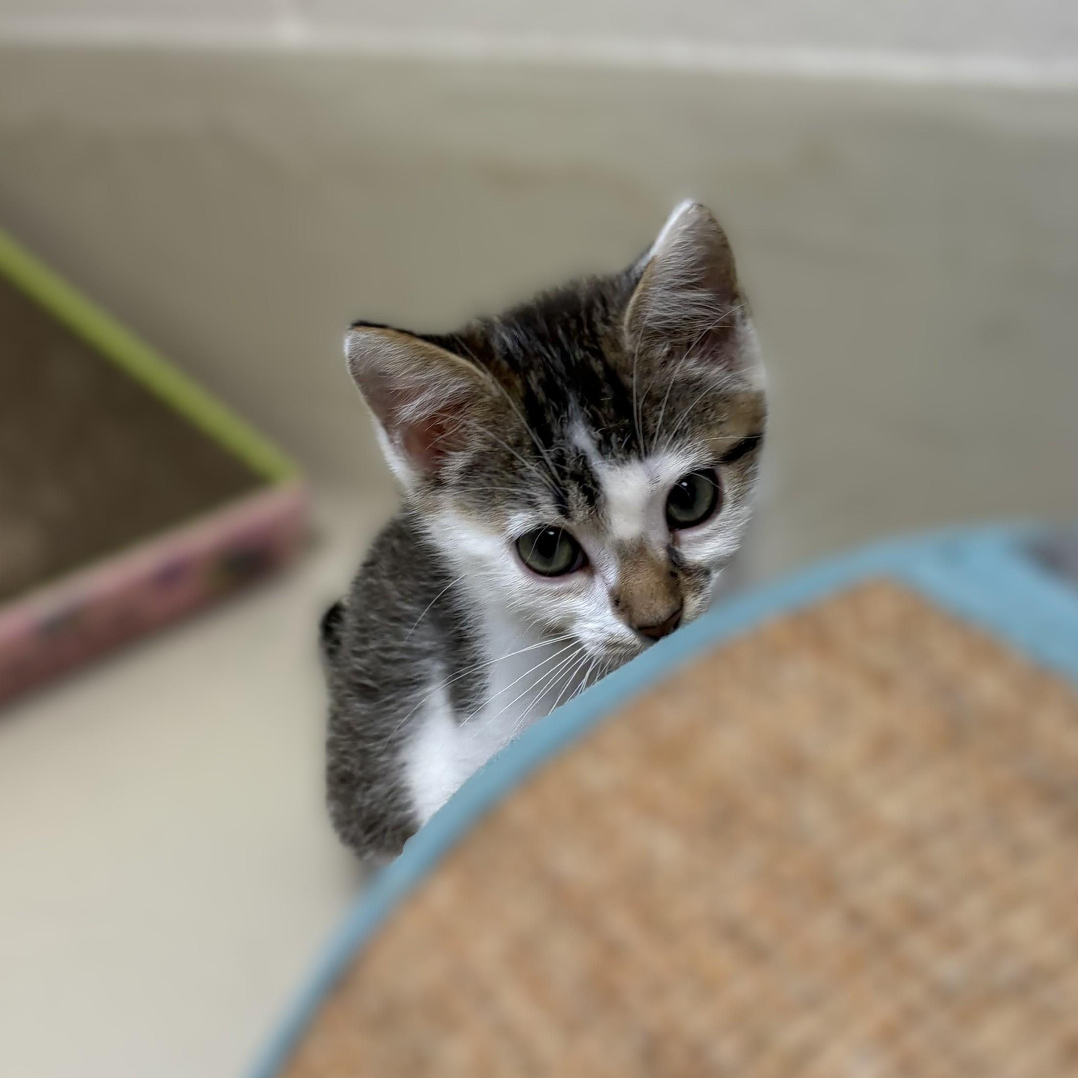Luke- 53040, a ADOPTABLE Domestic Short Hair in Columbia, MD image 2/3