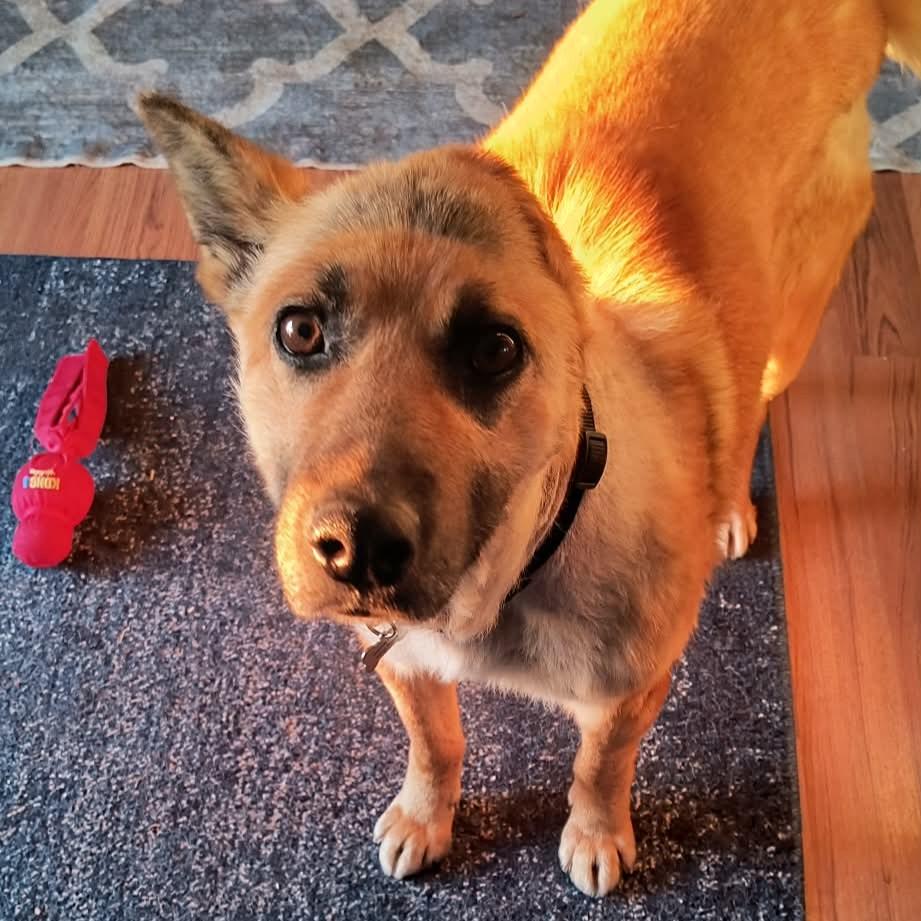 Van Gogh, ADOPTABLE, Adult Male Shepherd.