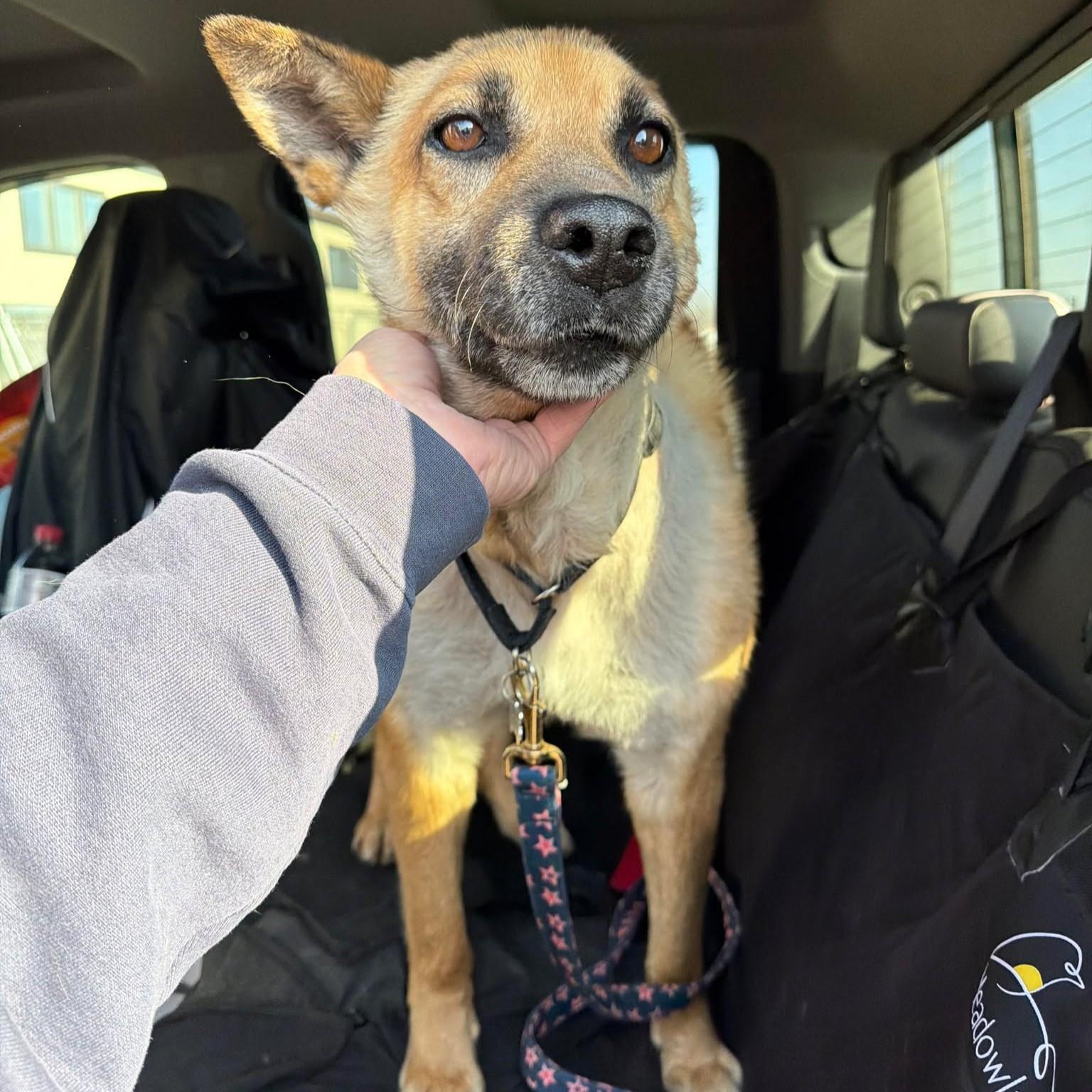 Enlarge Van Gogh, a Adoptable mixed breed in Grand Forks, ND image 2/3