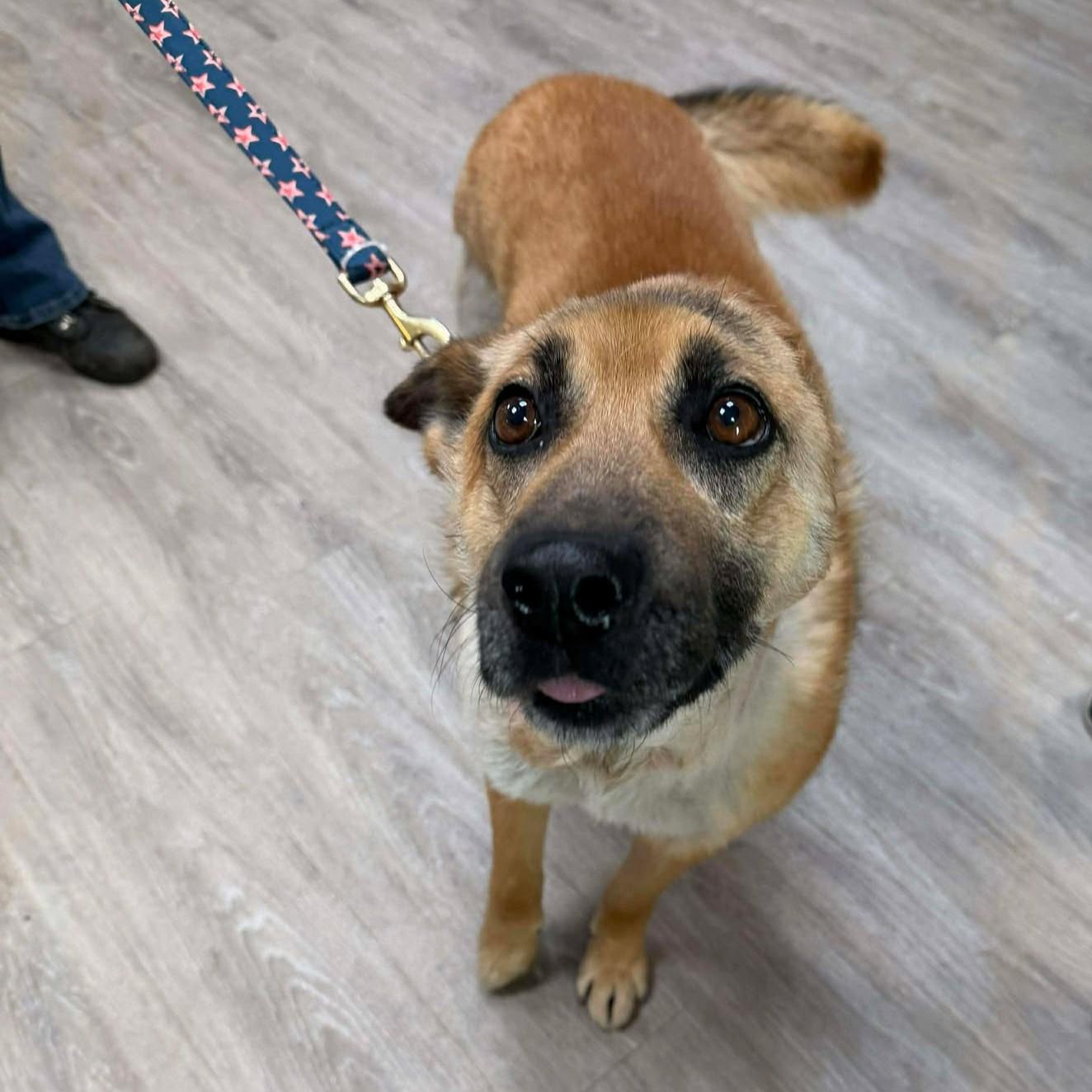Enlarge Van Gogh, a Adoptable mixed breed in Grand Forks, ND image 3/3
