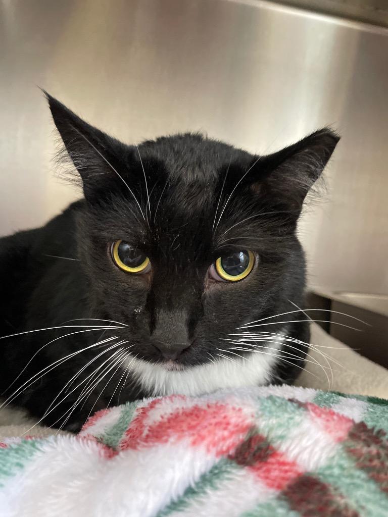 Indy, Adoptable, Adult Female Domestic Short Hair.