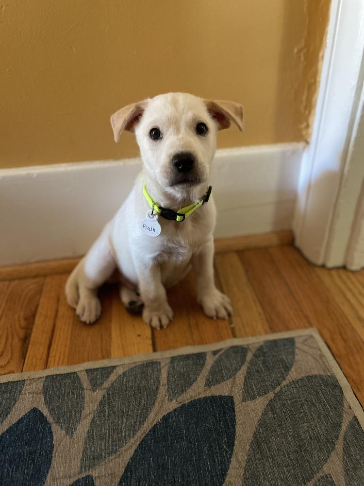 Enlarge Dickinson / Flash, a Adoptable mixed breed in Broomfield, CO image 1/6
