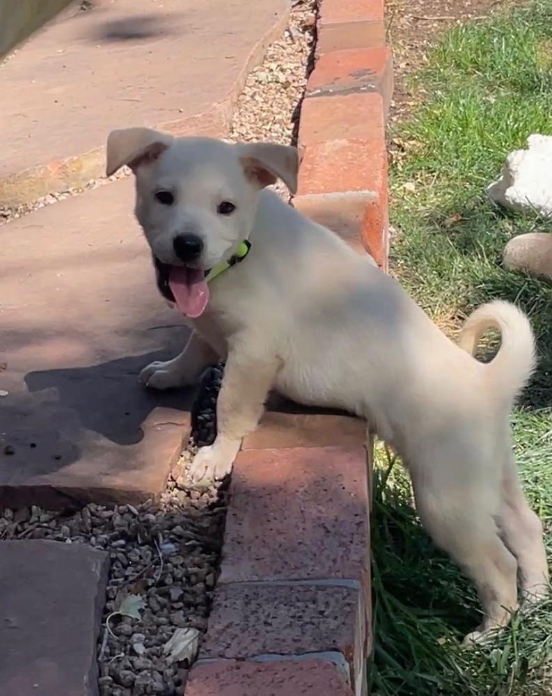 Enlarge Dickinson / Flash, a Adoptable mixed breed in Broomfield, CO image 5/6