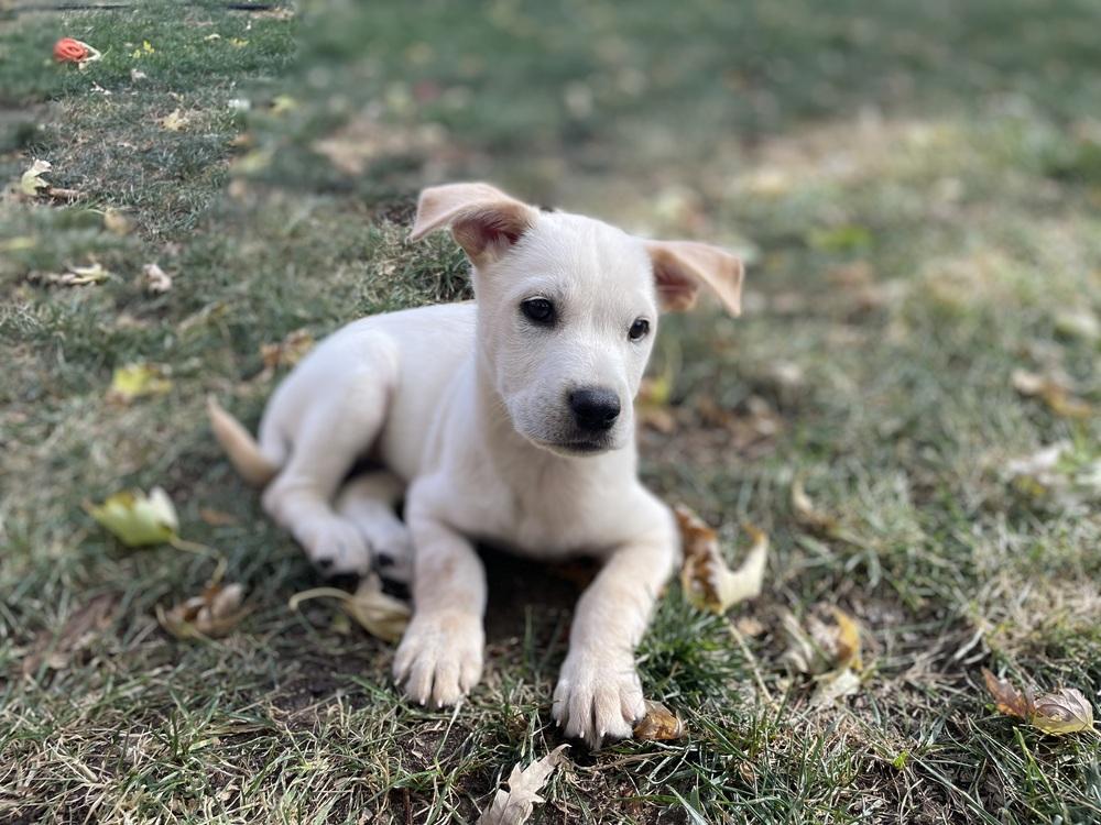 Enlarge Dickinson / Flash, a Adoptable mixed breed in Broomfield, CO image 6/6