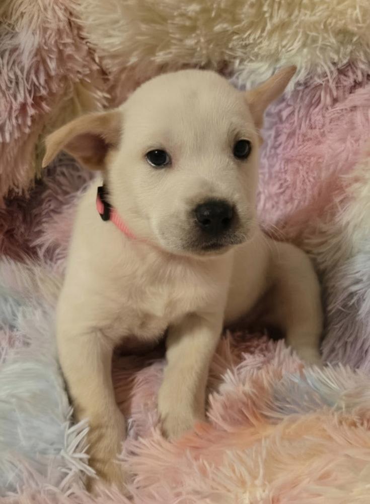 Enlarge Dickinson / Flash, a Adoptable mixed breed in Broomfield, CO image 6/6