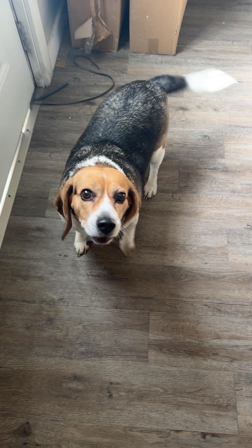 Enlarge Lady, a Adopted Beagle in Winchester, IN image 1/1
