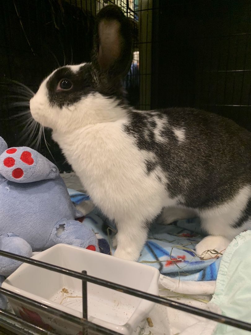 Jessie Lynn, a Adoptable Bunny Rabbit in Norwalk, CT image 1/8