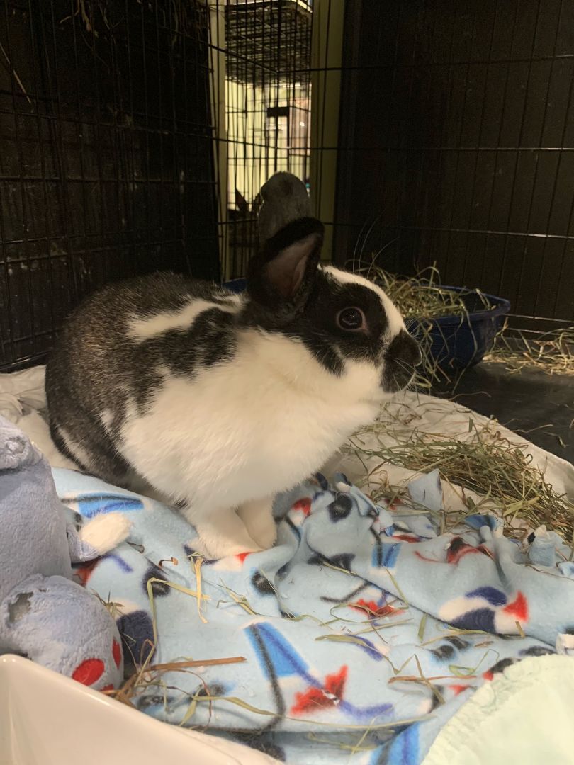 Jessie Lynn, a Adoptable Bunny Rabbit in Norwalk, CT image 2/8