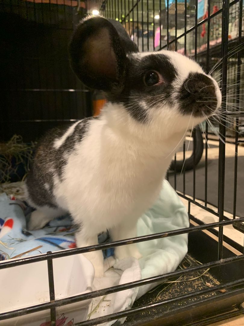 Jessie Lynn, a Adoptable Bunny Rabbit in Norwalk, CT image 3/8