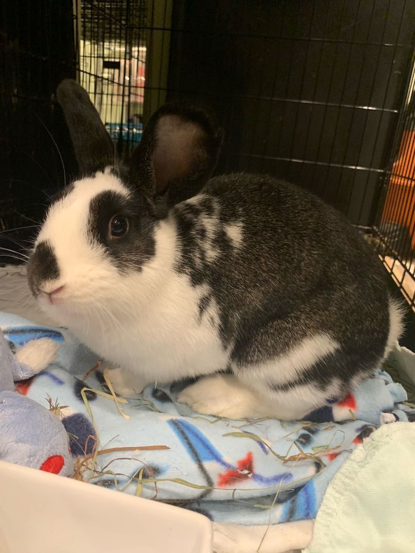 Jessie Lynn, a Adoptable Bunny Rabbit in Norwalk, CT image 4/8