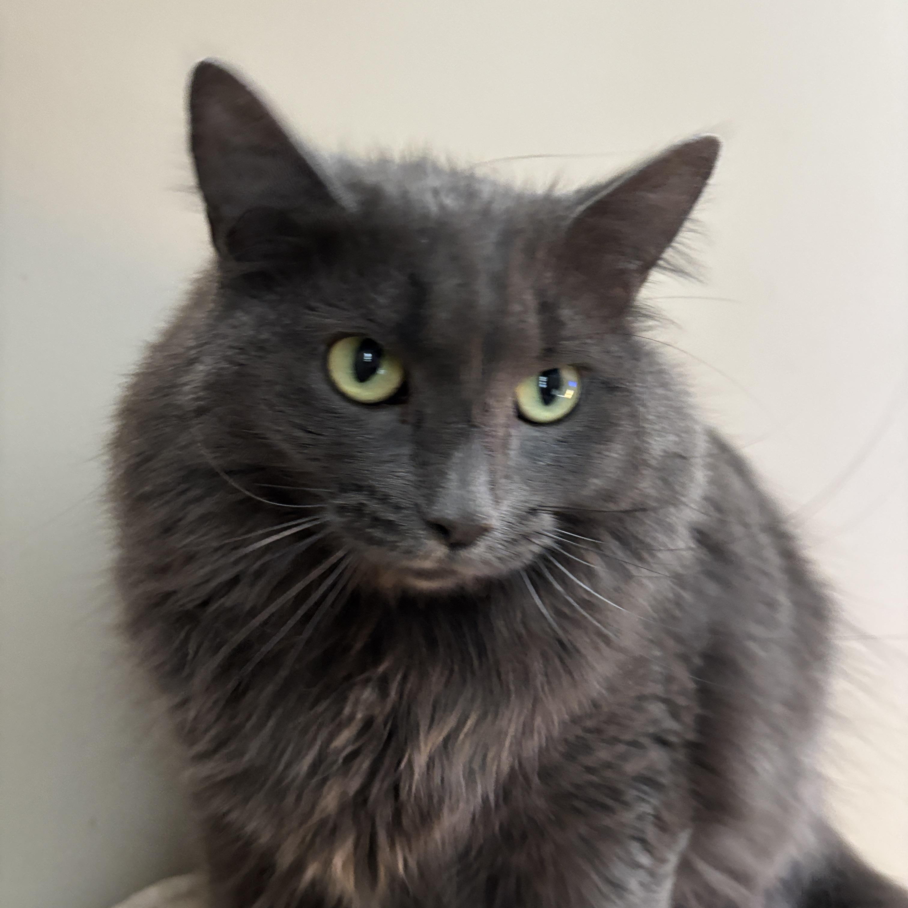 Enlarge Trixie, a ADOPTABLE Domestic Long Hair in Melrose, MA image 1/5