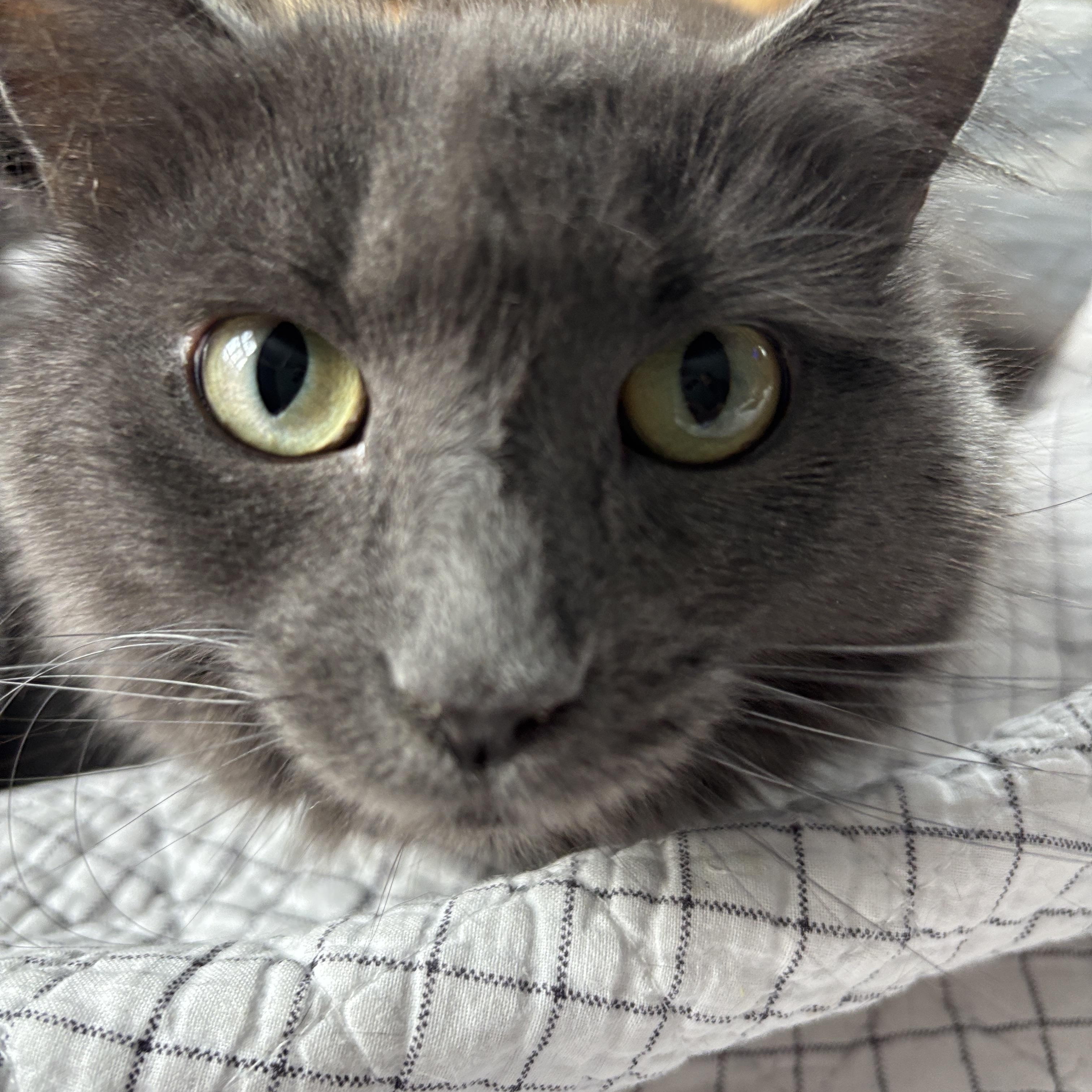 Enlarge Trixie, a ADOPTABLE Domestic Long Hair in Melrose, MA image 2/5