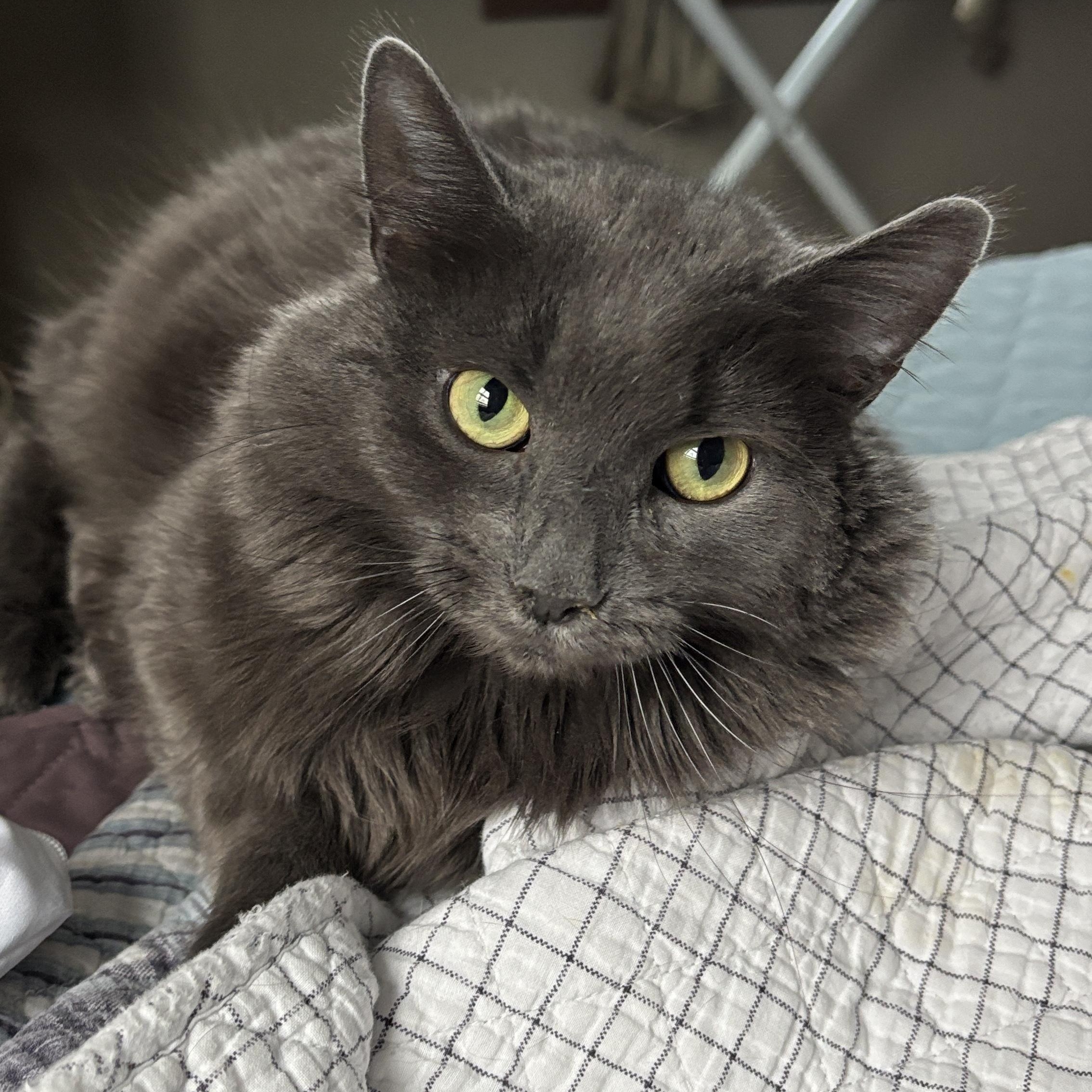Enlarge Trixie, a ADOPTABLE Domestic Long Hair in Melrose, MA image 4/5