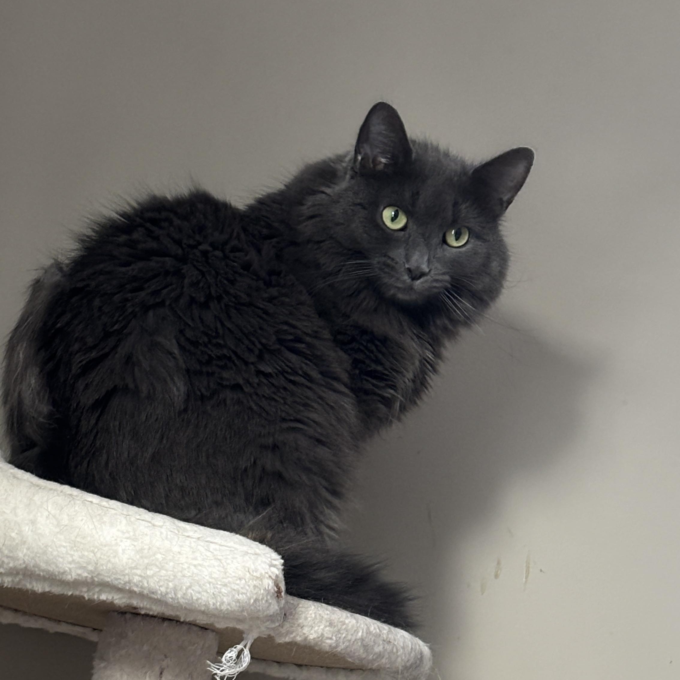 Enlarge Trixie, a ADOPTABLE Domestic Long Hair in Melrose, MA image 3/5