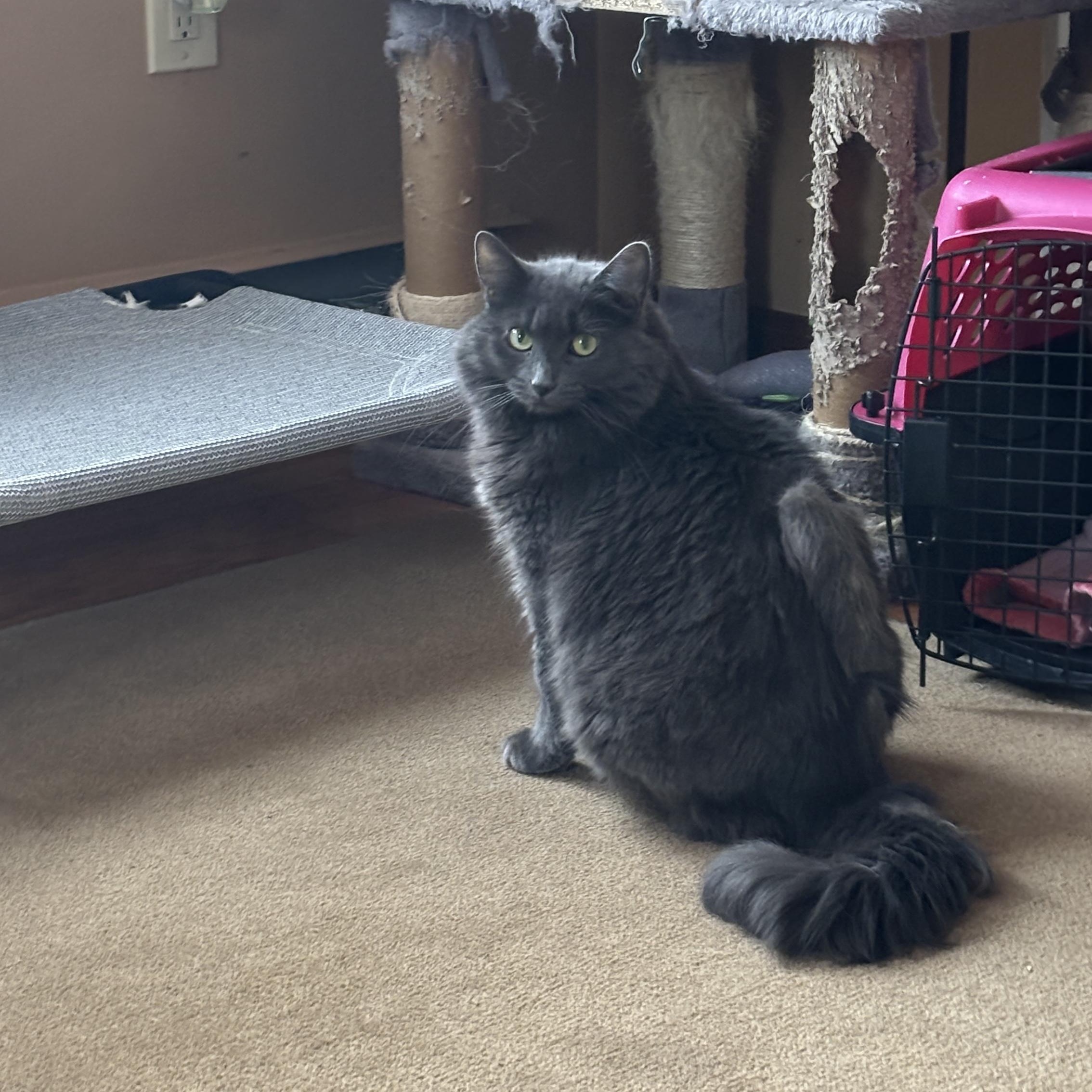 Enlarge Trixie, a ADOPTABLE Domestic Long Hair in Melrose, MA image 5/5