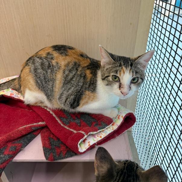 Helga, a Adoptable Domestic Short Hair in Victoria, BC image 1/3