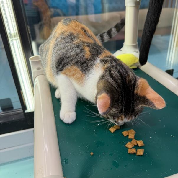 Helga, a Adoptable Domestic Short Hair in Victoria, BC image 2/3