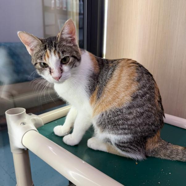 Helga, a Adoptable Domestic Short Hair in Victoria, BC image 3/3