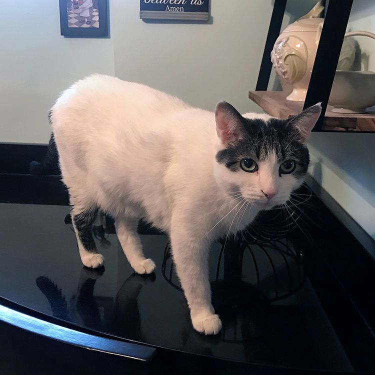 Sebastian, a Adoptable Domestic Short Hair in Weehawken, NJ image 1/8