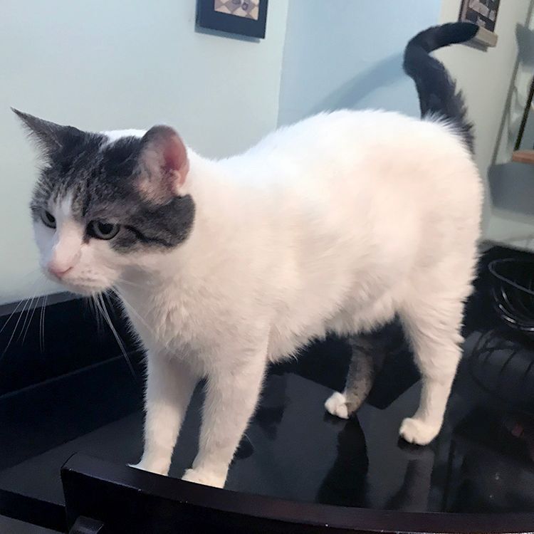 Sebastian, a Adoptable Domestic Short Hair in Weehawken, NJ image 2/8