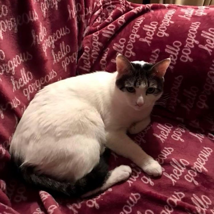 Sebastian, a Adoptable Domestic Short Hair in Weehawken, NJ image 3/8