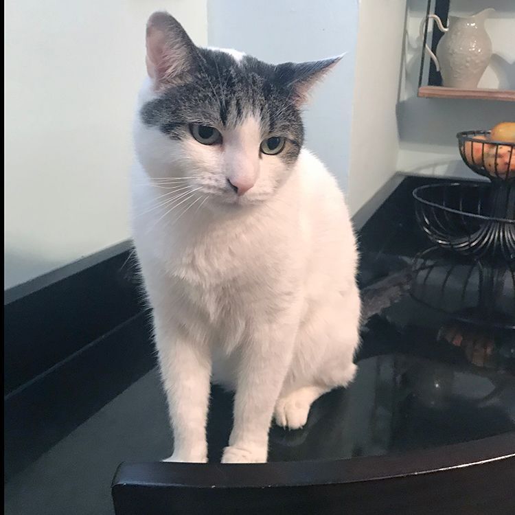 Sebastian, a Adoptable Domestic Short Hair in Weehawken, NJ image 4/8